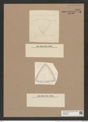 Triceratium gallapagense Cleve (de-Toni-Nr.: Genus 140, Species 3899) Zeichnungen Sammlung Grunow Nr. 7385 (NHMW-BOT-W0376453)